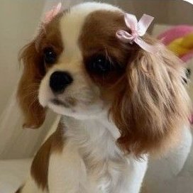 Koob_noom's profile picture. VEM PUC ARQUITETURA 2026