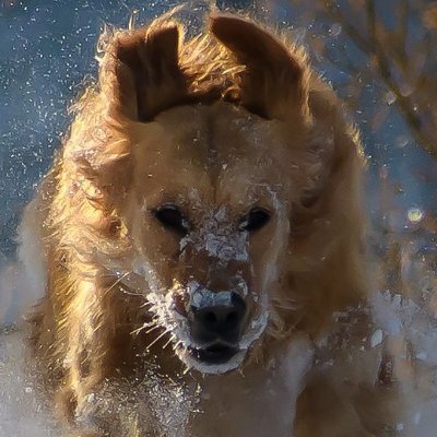 MarkHutton1956's profile picture. Interested in Motorcycles, Classic Cars,Politics, & all things Blue Jays.
I like my US neighbors.