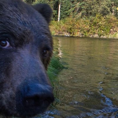 BearishBearSol's profile picture. to hell and lower