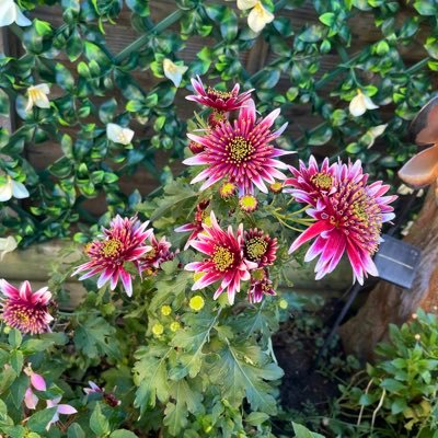 GabrielaDucat's profile picture. 