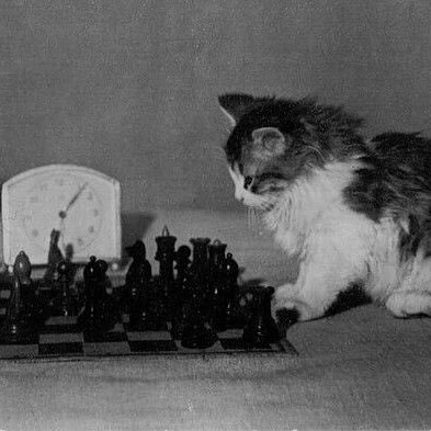 Amalmoh908's profile picture. Tourism student at KFU |Member of @H_Volunteering |Member of @wtrah_eldi |One of the supervisors at @Fawaselclub|“Be the change you want to see in the world”🌏✨