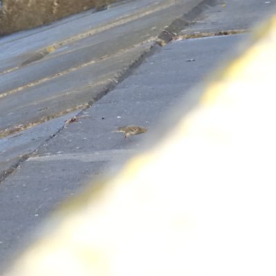 chishideniu's profile picture. Chinese amateur naturalist/Not artist/可能掉落同人音乐fanart *但请不要因为我画的同人而关注