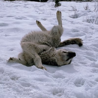 hpeful777's profile picture. every heart is a cosmos of mysteries chase away the ghosts in your pretty head