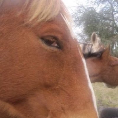 GregPresley8's profile picture. Husband, father, twin granddad, healthcare, horse racing , sports. Opinions - mine. #GBO