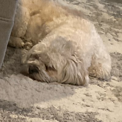 CaptHappy_Spl's profile picture. He/Him/- Div 1 champ , favorite weapon is eliter 4k scope. Btw I’m a handheld player