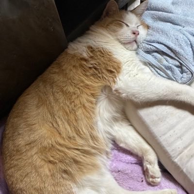 Ameonpu17's profile picture. 2025年7月にプロセカを始めて11月にストーリー全部読み終わったのでプロセカ垢作りました！寧々ちゃん神推し！みのりちゃん推し、他の子もみんな好きです！！周りにプロセカの話できる友達少ないので、良かったら仲良くしてください〜同担◎他担◎ 超克のプロタゴニスタ 23位 次回みのりちゃんバナーでイベラン予定