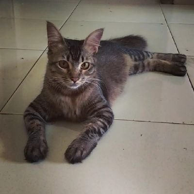 pusinghulu's profile picture. keep smile lur😎 discord saya namanya prima, usn telegram saya @ seringdipilih👍