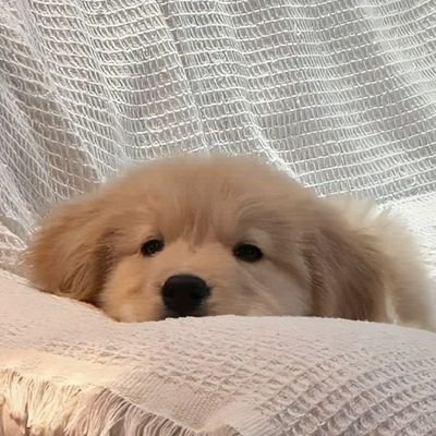 bbububear's profile picture. 