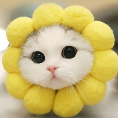 Garlic_a27's profile picture. 1127🤍 แอนตี้แบ้กพิ้งตัวจีง👊🏻  ไอ้อ้วม🦋 น้องหมวย😼