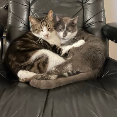 bonejourny's profile picture. Stocks/Crypto/News