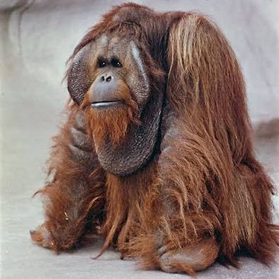 manit_kantawala's profile picture. 