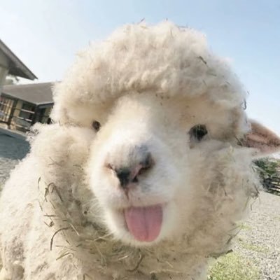 studyelo_'s profile picture. 17, vestibulanda, católica e tagarela | #studytweet