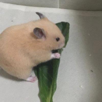 GoyetteAli84889's profile picture. 渴望在这里能找到性伴侣 只想进去身体 不想打扰生活 上推展示生活中自己反差一面，比起帅哥我很喜欢中年大叔 把所有姿势都跟你分享 近距离可线下