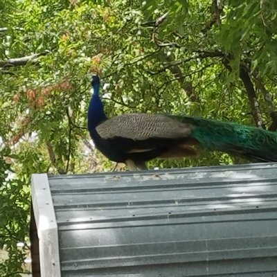 Ezrollz4654's profile picture. 