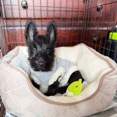 ぽっぽっち (@Yumi1Oka) / Posts / X