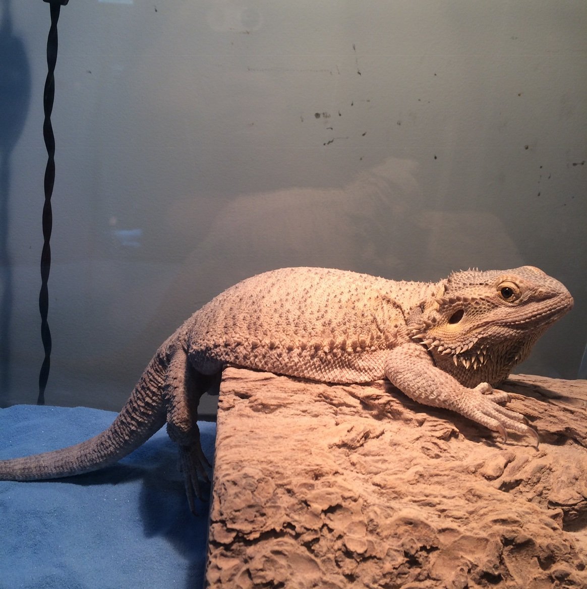 iammobilesuit's profile picture. 1611 Bible believer