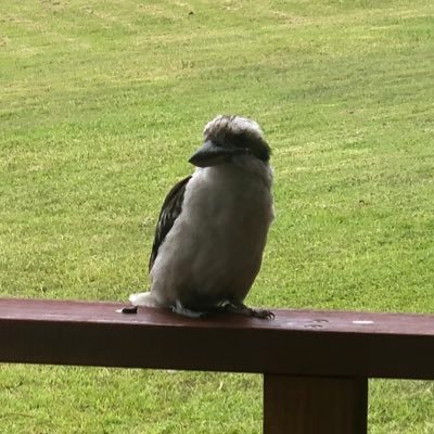 Haso4M's profile picture. 