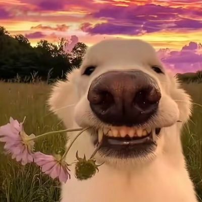 g_e_e_z_y's profile picture. A whole lotta fun…..Have some dark humor while at it🥀 And yh, I’m an active reply guy