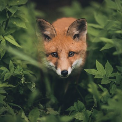 x_illichilli's profile picture. design - ui/ux - photography