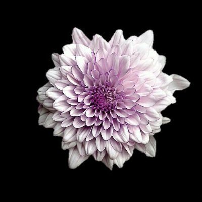 salchiespecial's profile picture. a veces soy incómoda