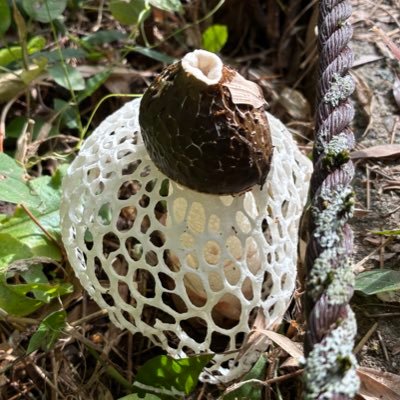 nt1124's profile picture. ちんぽうげ