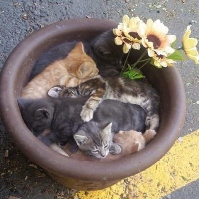 azaz__haq's profile picture. mohlat hameñ bisān e sharar kam bahut hai yahan