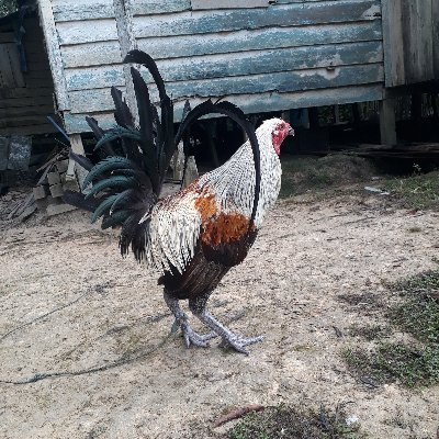 IwanKur98041328's profile picture. 