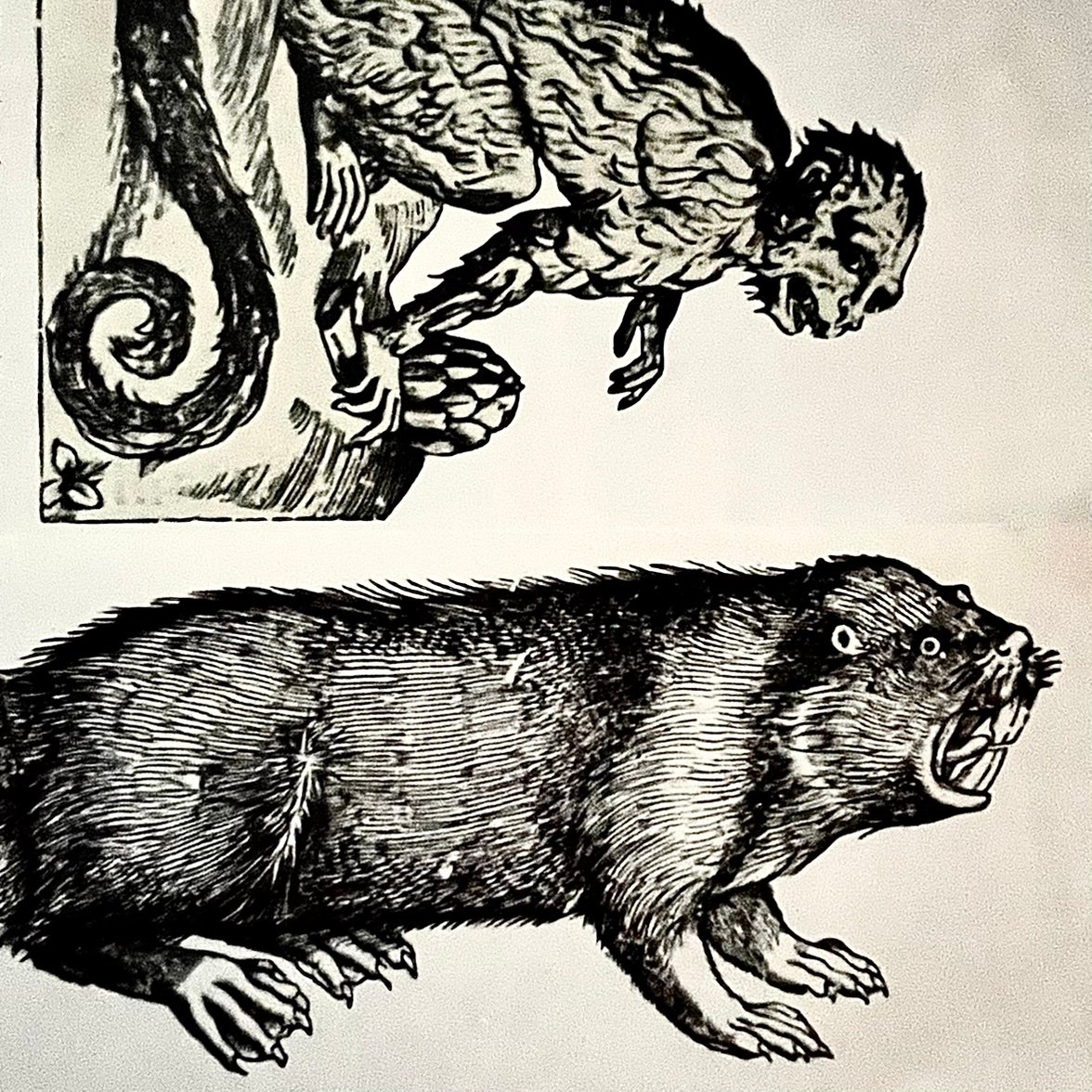 TBlasphematic's profile picture. 