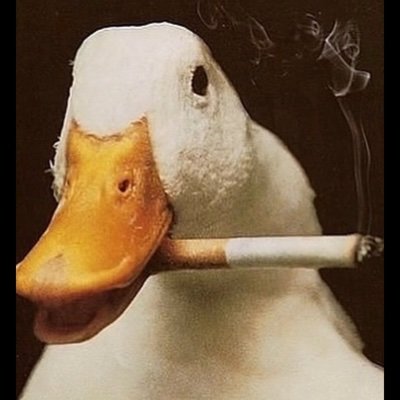 PersonName234's profile picture. Vocare ad regnum