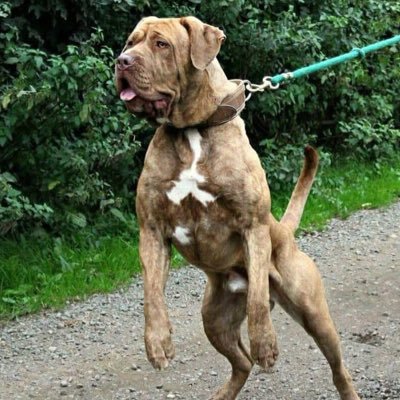 Peitho_hint's profile picture. equal doses sci-fi &amp; history