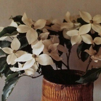 jMOpH7fib768135's profile picture. 45歳主婦です。20代で統合失調症を発症するも、現在寛解しています。趣味は読書とカフェ。英語の勉強も好きです（ビギナー）。