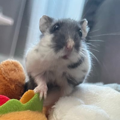 hmhm__n's profile picture. 勉強中です⚡️