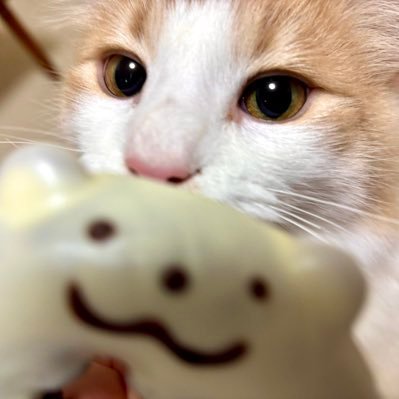 mi_nyanko3's profile picture. ﾆｲﾅﾁｬﾝ