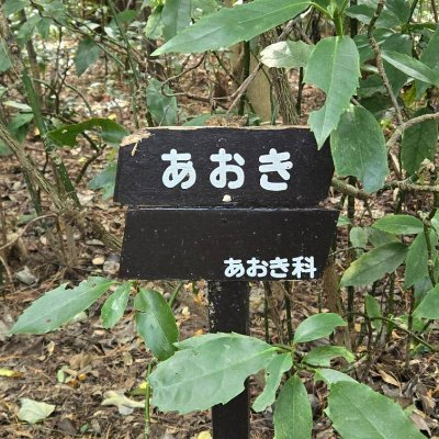 Kinoko_No_Fan's profile picture. きのこ のこのこ あおきのこ。あおきともです。舞台美術を創るのが好きです。舞台監督もよくやります。会社員です。#松田好花 推しです。3DCGモデリングが好きです。