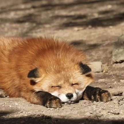 mentallyillfox's profile picture. 🔞🏴🏳️‍⚧️

24, queer and poly as fuck :3
🦊ΘΔ
priv: @queertraumafox
member of @EmberSystem

account co-owned by two headmates, Fern and Leon