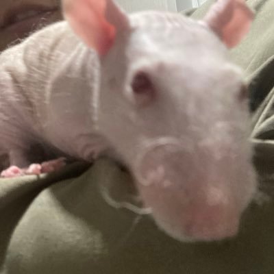 neoapper's profile picture. 