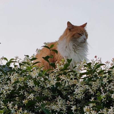 rossiewithane's profile picture. sadness sitter