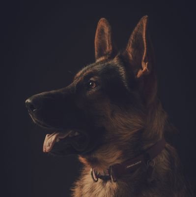 HubbyPup70686's profile picture. Call me pup 🐶. 20. Gay•🔞 
hubby's Knots 💄and zoo cookies 🍪 😋 💦
follow up for more exclusive zoo content ✨️