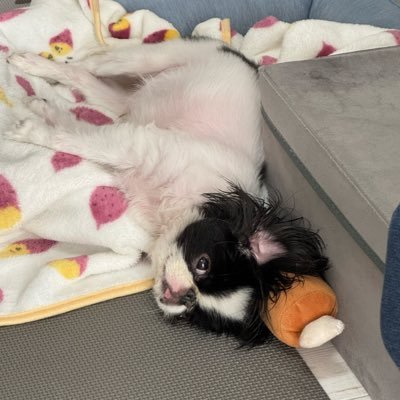 c1ipn0te's profile picture. 音楽・落語が大好きなソフトウェアエンジニア/少し技術広報。海外遠征しがち。