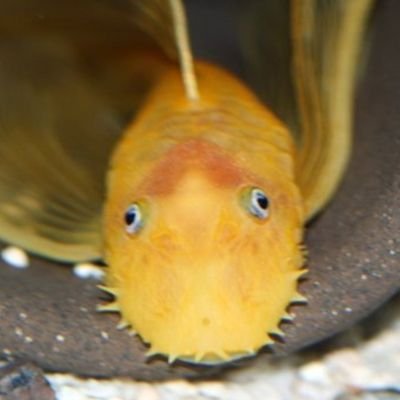 eee3033's profile picture. 큰일났음