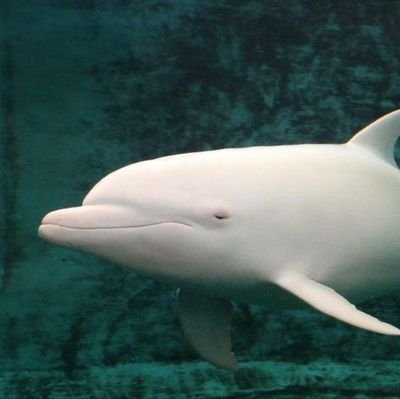 FishRaypist's profile picture. 🌊