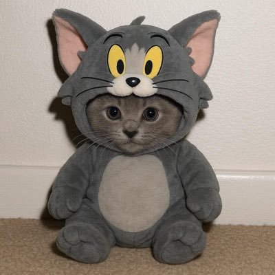 shamalkosovo's profile picture. I lie here for fun