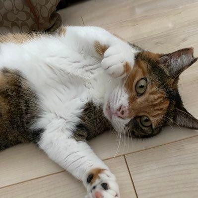 Sakuraneko92487's profile picture. 12月からfammスクールのweb講座を受講しています☺️⭐️子供は9歳👧5歳👦   🐈飼っています。無言フォローすみません🙇‍♀️どうぞ宜しくお願いします🙇‍♀️