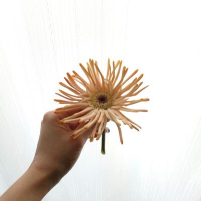 ___72journal's profile picture. 𝙁𝙍𝙀𝙀𝙇𝘼𝙉𝘾𝙀 𝙒𝙍𝙄𝙏𝙀𝙍  / @___72writer の中の人 / 手帳 /日常