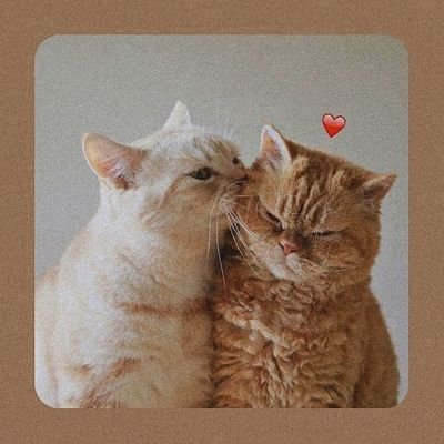 MsNathans3's profile picture. Cat mom🤍