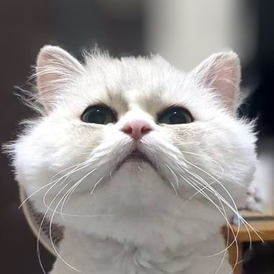 plamode_sub's profile picture. PLAMODE（@plamodenet）のサブ垢
ドル活名は【まるねこ】です🐾
ガレージキットやドールのカスタムヘッドを時々出品してます👉️#まるねこの子