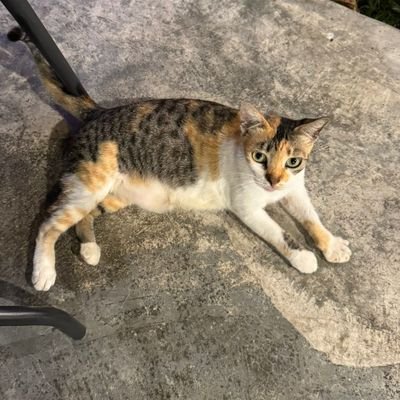 thenoircatk's profile picture. most of the time i am a UNIT but still love the man on Saturn 💕