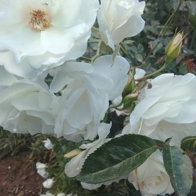 Clinefonta13581's profile picture. 