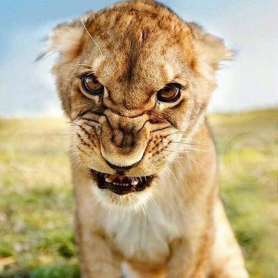 geraqara's profile picture. sport everyday and night
(🧙,🧙)🧙,⛺