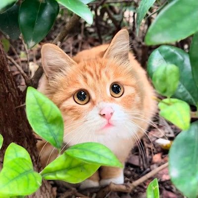 FloraHan99's profile picture. 